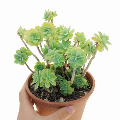 Sedum palmeri pianta grassa con fiori gialli portamento pendente sfumature rosse