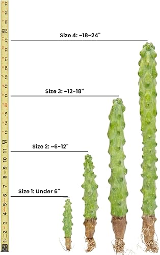 Miniatura 3 de Monstrose Cactus - Monstrose Cereus Peruvianus (tamaño de 1 pie)