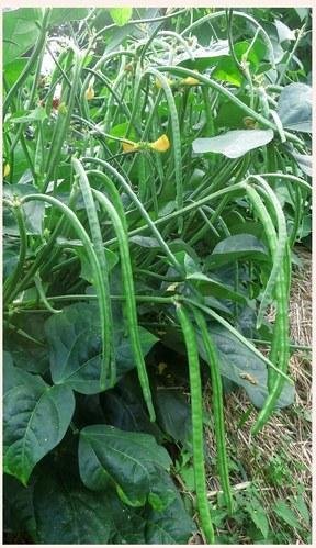 Lobia Seeds (Pack Of AVG 50-100 Seeds x 8 Per Packet) 8 Packet Of Lobia-picture-26