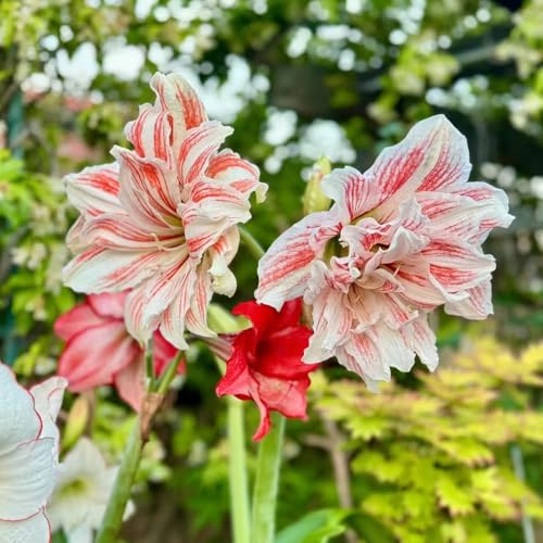 5 piezas bulbo de amarilis bulbos de floración temprana, bulbos de amarilis Los bulbos de flores son perennes, resistentes, flores resistentes plantas de jardin plantas perennes