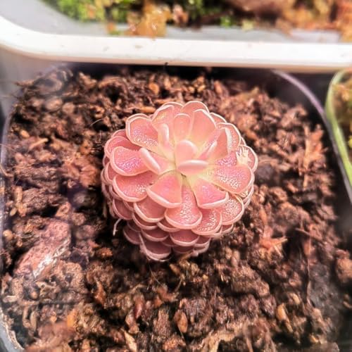 Fettkraut fleischfressende pflanze samen, einfach zu Pflanzen，pflanzen für draußen garten geschenk，dekoration wohnzimmer pflanztopf，grünpflanzen pflanzen für sonnige plätze，garten deko 150pcs