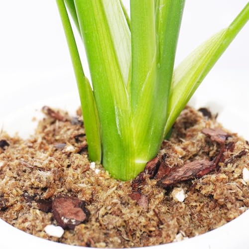 Yilotuce 2 Liter Monstera Erde, Langanhaltende feuchtigkeitsspendende Blumenerde zum Umtopfen und Wachsen von Monstera Deliciosa/Schweizer Käse-Pflanzen