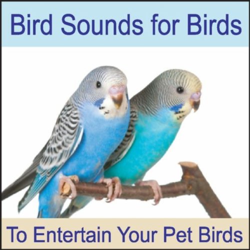 Play Bird Sounds for Birds To Entertain Your Pet Bird, Parrots