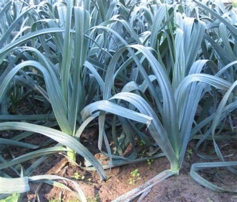 500 semillas gigantes de puerro musselburgh para plantar cebolla reliquia Sin OMG 006oz de supervivencia a granel de verduras de jardín