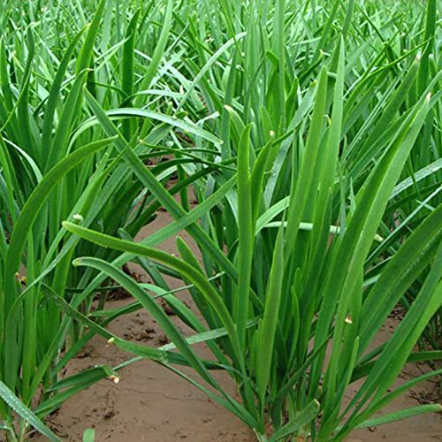 Haloppe 500 Pz Cinese Erba Cipollina Semi di Ortaggi per la Piantagione del Giardino di Casa, Semi di Erba Cipollina Cinese Giardino Cortile Cipolla Verde Pianta di Ortaggi Semi di erba cipollina cin