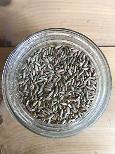 Ernst Grains Rye Grain, Non-GMO – Grown in Maryland; Perfect for feeding. (25 lb)