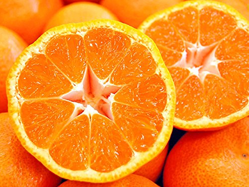 т˂̑ؐ ݂ ܂ q  승20 ԏG L2L3LTCY Y Q F{ 茧Y  ~J C  t[c ʕ Mtg  v[g j (TL)