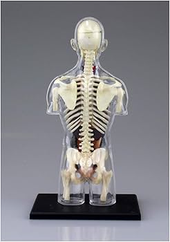 体探し 8194SE+dGeL.jpg_BO30,255,255,