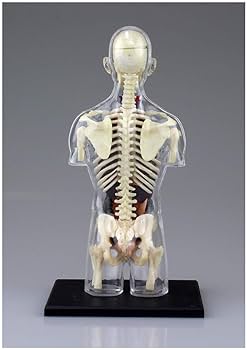 解剖学本 セット Amazon.co.jp: 青島文化教材社 スカイネット 立体パズル 4D