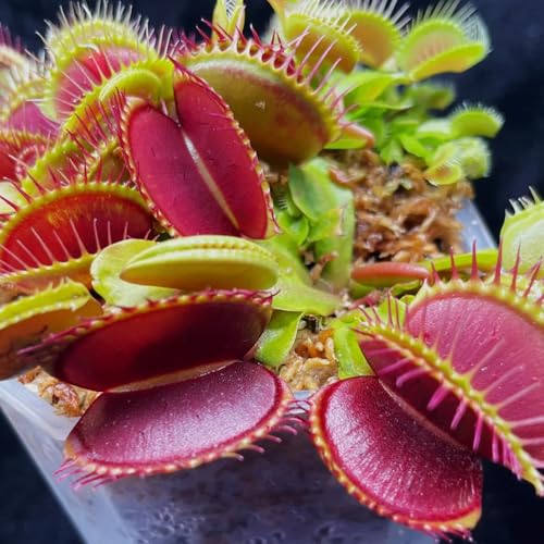 Semi di Venere acchiappamosche, decorazione soggiorno, semi di carnivora, d'appartamento esotiche biologici esotici Le da giardino sono 50pcs