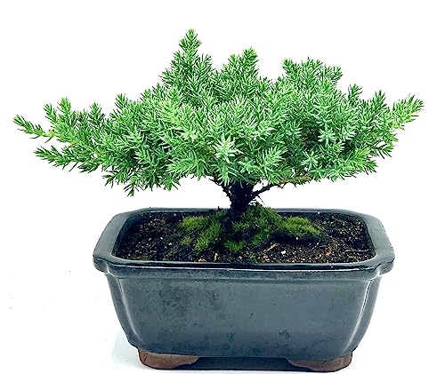 Generic Live Dwarf Juniper Bonsai Tree thumb #1