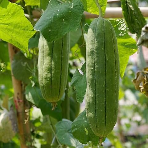 Premier Seeds Direct Luffa Sponge Seeds - 20 Count Cover