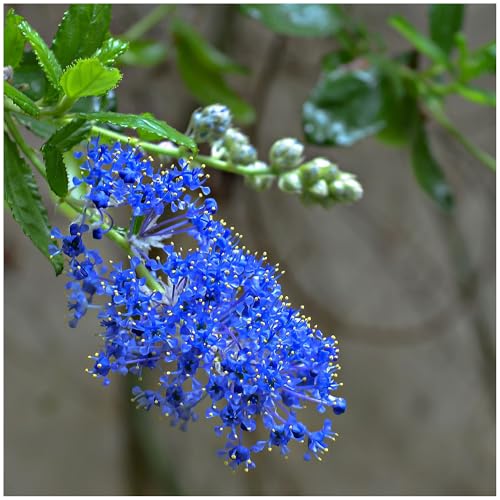Ceanothus Italian Skies in 2L Pot, Lovely Deep Blue Flowers 3fatpigs®