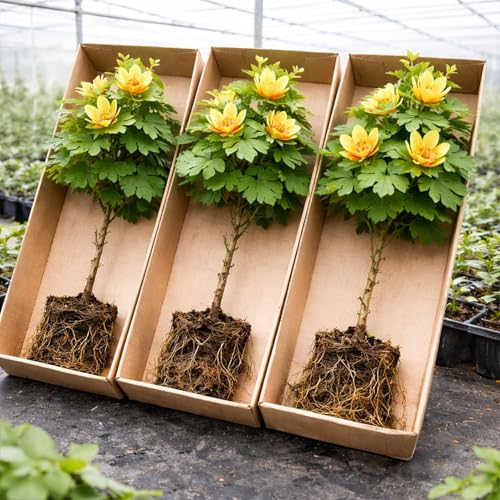 Tulip Poplar Live Tree Plants for Growing – Liriodendron tulipifera – Fast Growing Shade Trees with Tulip Flowers – Bare Root Trees for Planting Outdoors (2 Trees)