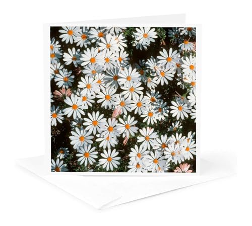 3dRose White Daises in the Graskop district. Mpumalanga, South Africa. 1 Greeting Card with envelope