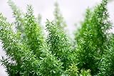 Emerald Fern Seeds for Planting (6 Seeds) - Foxtail Fern, Asparagus sprengeri