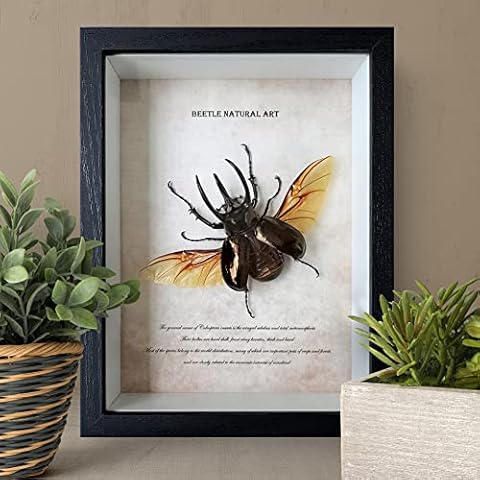 ZXLLO Insect Specimen Taxidermy Of Insect Cover