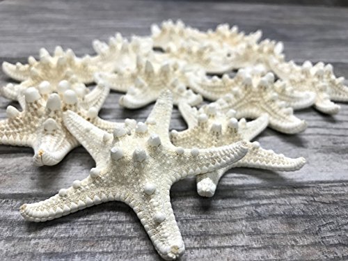 Real Starfish | 12 Real White Knobby Starfish 2