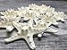 Knobby Starfish | 12 Knobby StarFish White 2" to 3 1/2" | Nautical Crush Trading TM