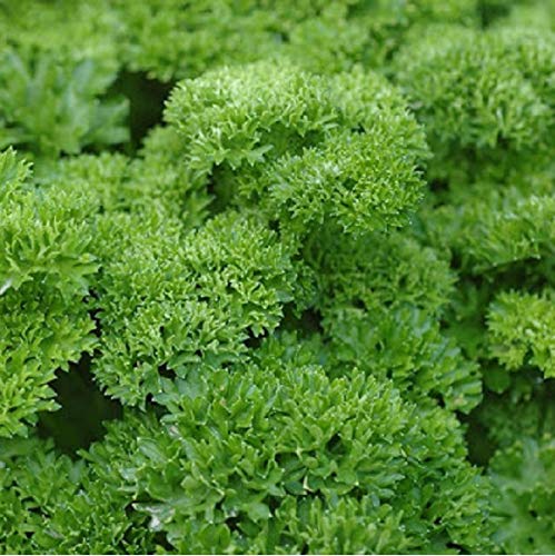 Peterselie Curly, Donkergroen - Afbeelding 4