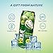 VINUT Soursop Juice Drink with Pulp (Guanabana), 55% Real Fruit Juice, NFC, Halal, 16.57 Fl Oz (490mL) Can (Pack of 12)