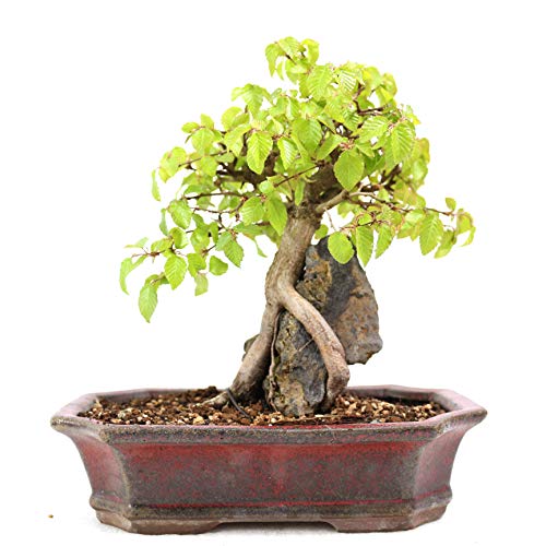 Korean Hornbeam on Stone, Carpinus coreana, Outdoor-Bonsai, 20 Years, Height 22 cm