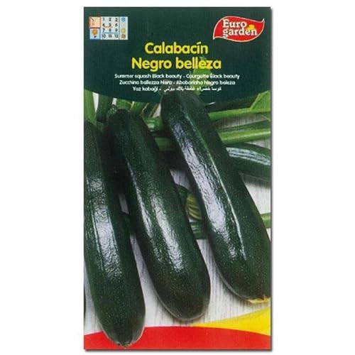 Semillas fito horticolas calabacin negro belleza 00030 (caja 10 unidades)
