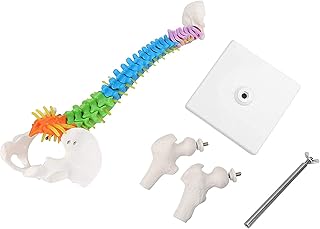 ZCBYBT Human Spine Model with Cervical Spine, Thoracic Spine, Caudal Vertebra and Pelvis Model 45Cm