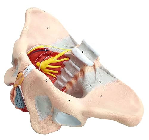 Miniatura 5 de Modelo de pelvis femenina con músculos del piso pélvico Modelo perineal Todo en uno Modelo de anatomía femenina 1: 1 Tamaño natural Esqueleto humano