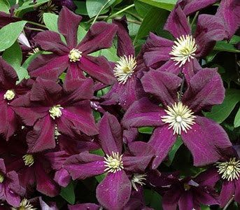 Amazon クレマチスロマンティア 4 5号サイズポット苗 花