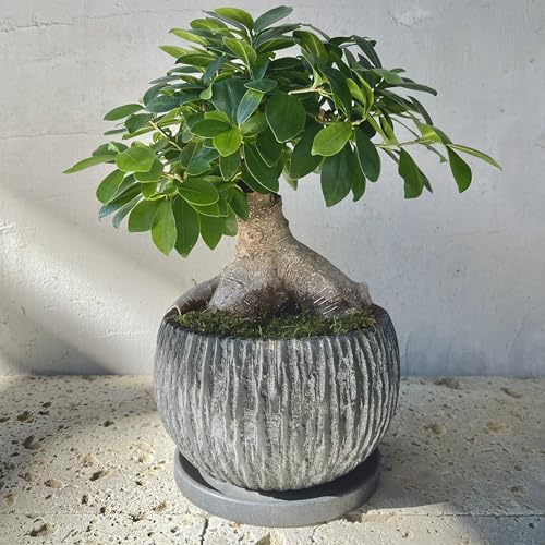 モンステラ デリシオーサ 幹立ち 10号 133cm 観葉植物 10号