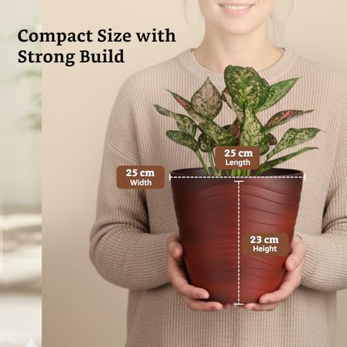 Image of Amazon Brand- Solimo Indoor and Outdoor Round 10 Inch Flower Planter Pot Best for Terrace /Balcony /Home /Office Decor - Set of 2