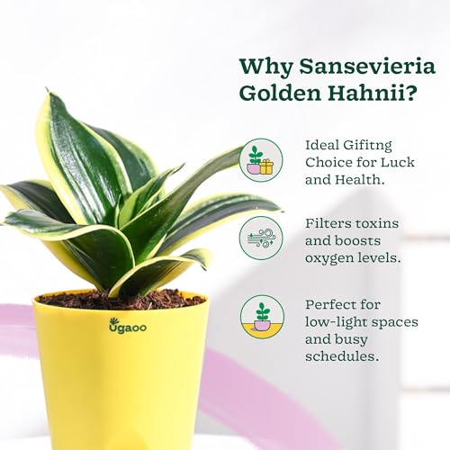 Ugaoo Sansevieria Golden Hahnii Snake Plant With Self Watering Pot (Image - 3)