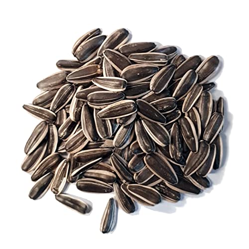 Complemento alimenticio y Premio. Pipa para Loros, cotorras, cacatúas, guacamayos Sunseed 1 Kg