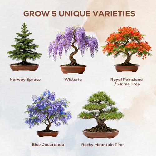 image for PLANTMEW Bonsai Starter Kit for Adults – Complete Indoor Tree Growin