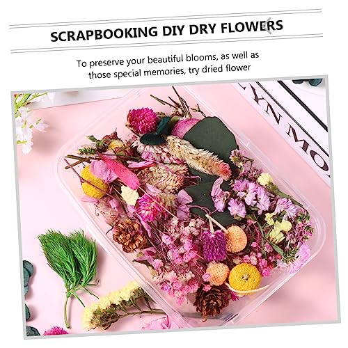 6 cajas de materiales reales de flores secas para manualidades miniatura 4