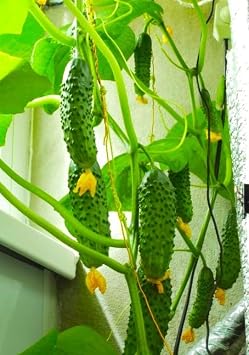 Seeds Indoor Cucumber Self-Pollinating 10 Seeds for Planting Non-GMO