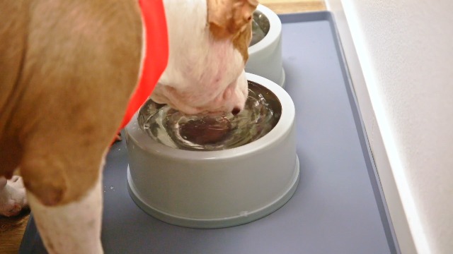 Amazon.com: DogBuddy Dog Food Mat  Waterproof Dog Bowl Mat for Food and  Water, Silicone Pet Feeding Mats for Floors, Non-Slip Placemat with High  Edges for Dogs Bowls, Puppy Essentials (Small: 19"x12",
