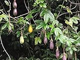 ALYKE 10 seeds Banana Passionfruit - PASSIFLORA MIXTA - Curuba - Taxo