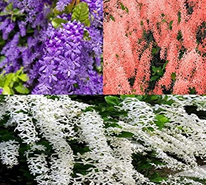 Petrea volubilis Vine Plant Combo Pack (Purple+White+Red) Wealth Creeper Sand Paper Vine (3Live Plant) (B0C6GZ6NQ1) Amazon Price History, Amazon Price Tracker