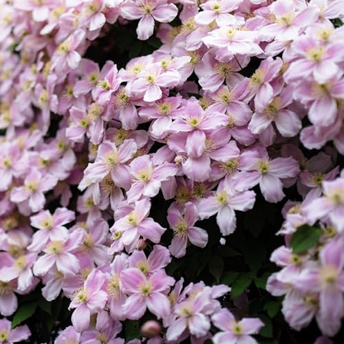 Hardy Clematis Montana 'Pink Perfection' - Fragrant Pink Flowers - Fast-Growing Climber for Walls and Fences – 2X 3 Litre Pot by Thompson and Morgan