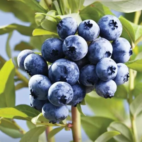 Muda Frutífera de Mirtilo (Blueberry)