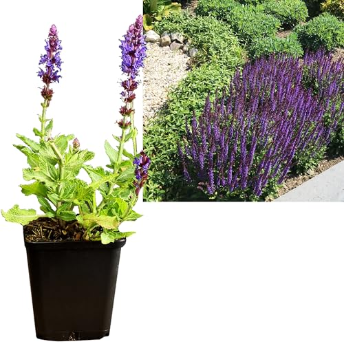 Salbei violett 1 Stück | Salvia nemorosa Salbei Pflanze