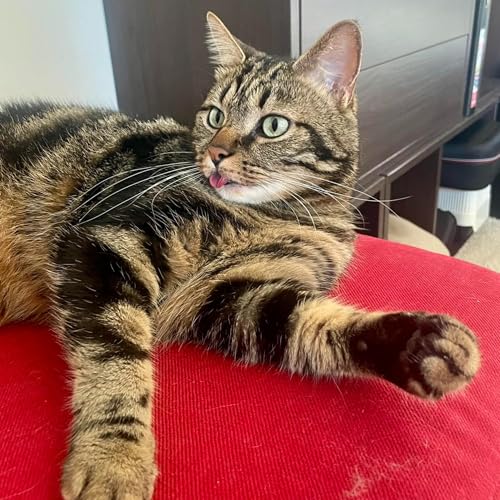 Mokkapi, des bougies pour les chats