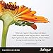 Skin Moisturizer - Jurlique: Calendula Cream - Calms Aggravated Skin - Deeply Hydrates Sensitive Skin - Protects Against Environmental Aggressors, 1.4 Oz (Pack of 1)