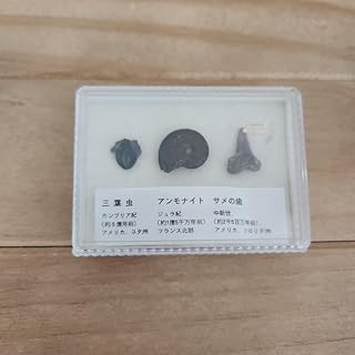 化石☆3点セット