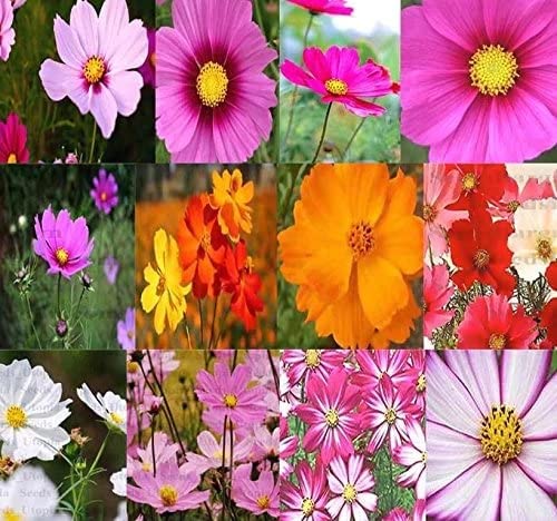 Earth Hopper F1 Cosmos, Dwarf & Tall Mixed Flower Seeds - 35 Seeds Home Garden Pack (B09TP4ZZL5) Amazon Price History, Amazon Price Tracker