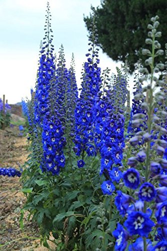 Creative Farmer Flower Seeds : Giant Imperial Mixed Color Larkspur Annual Suitable For All Climate Garden [Home Garden Seeds Eco Pack] Plant Seeds (B078RFK3LB) Amazon Price History, Amazon Price Tracker