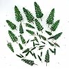 FAZHBARY 44 PCS Model Miniature Trees Plastic Pine Diorama Trees Woodland Scenic Train Scenery Architecture for Crafts Landscape #2
