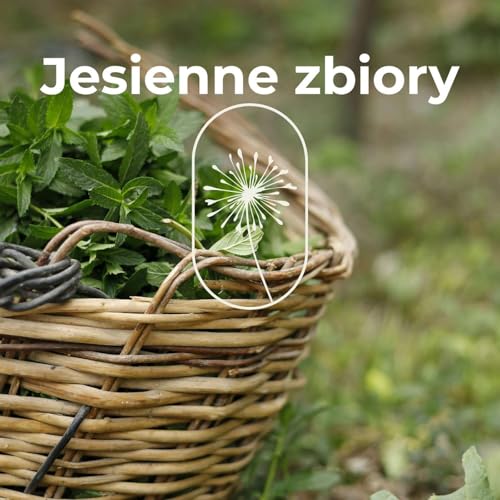 "Jesienne zbiory"
